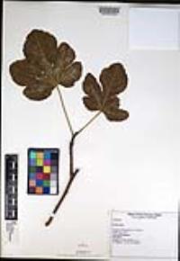 Ficus carica image