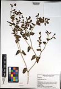 Mirabilis laevis var. crassifolia image