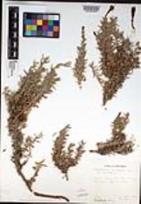 Epilobium canum subsp. canum image
