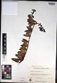 Gambelia speciosa image