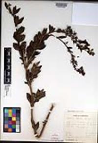 Gambelia speciosa image