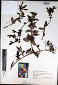 Keckiella cordifolia image