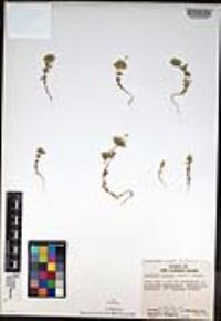 Leptosiphon bicolor image