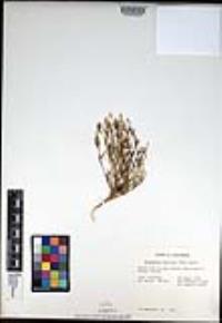 Oligomeris linifolia image