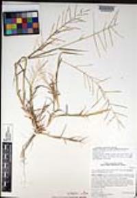 Leptochloa panicea image