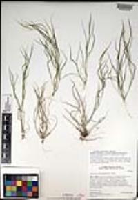 Muhlenbergia microsperma image