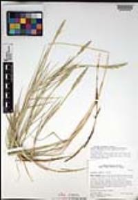 Sporobolus virginicus image