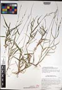 Urochloa arizonica image