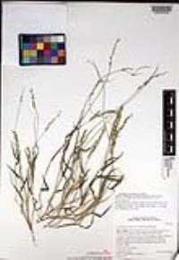 Urochloa fusca image