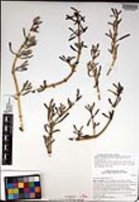 Sesuvium portulacastrum image