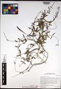 Metastelma californicum image