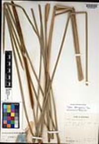 Typha domingensis image