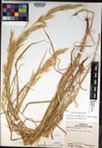 Bromus arizonicus image