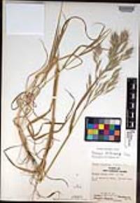 Bromus berteroanus image