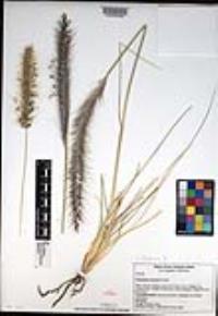 Pennisetum setaceum image