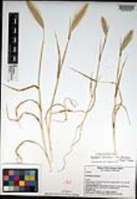 Hordeum murinum subsp. glaucum image