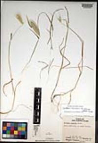 Hordeum murinum subsp. glaucum image