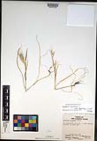 Hordeum murinum image