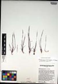 Muhlenbergia microsperma image