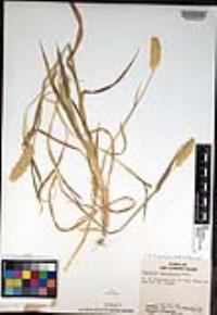 Phalaris caroliniana image