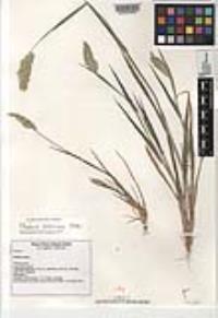 Phalaris caroliniana image