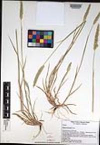 Phalaris lemmonii image