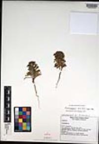 Amblyopappus pusillus image