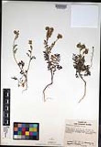 Phacelia distans image