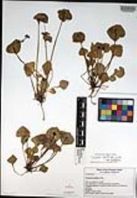 Claytonia perfoliata image