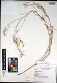 Epilobium brachycarpum image