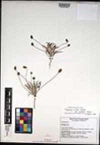 Plantago ovata image