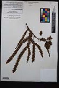 Adenostoma fasciculatum image