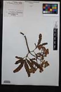 Lyonothamnus floribundus image