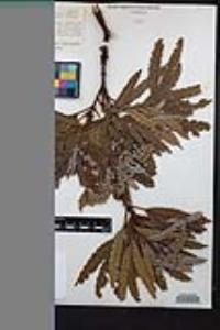 Lyonothamnus floribundus image