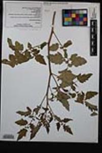 Solanum lycopersicum image