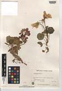 Tropaeolum majus image