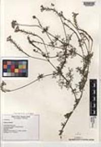 Glandularia aristigera image