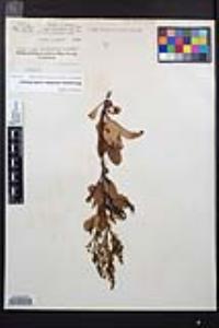 Heteromeles arbutifolia image