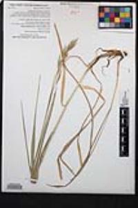 Bromus carinatus image