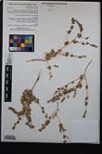 Atriplex argentea image