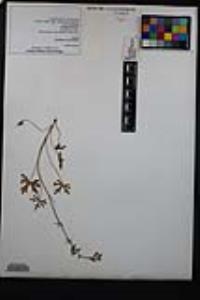 Delphinium variegatum image