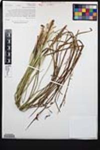 Juncus balticus subsp. mexicanus image