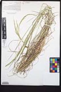 Agrostis pallens image