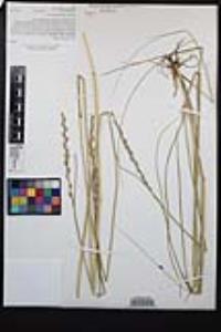 Elymus triticoides image