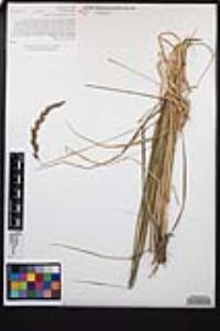 Elymus triticoides image