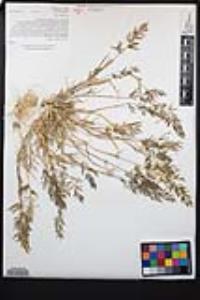 Eragrostis barrelieri image