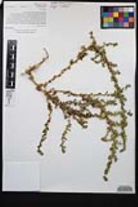 Amaranthus albus image