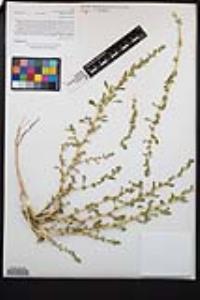 Amaranthus albus image