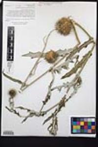 Cirsium occidentale var. californicum image