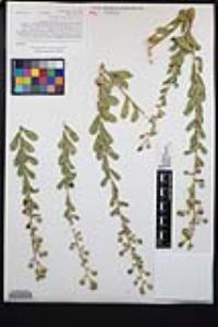Hazardia squarrosa var. grindelioides image